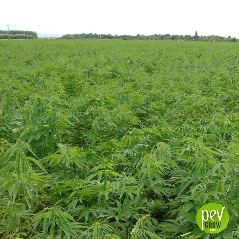 Kompolti hemp